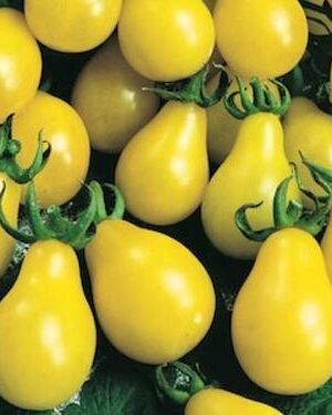 Tomato – Yellow Pear / Cherry Bell