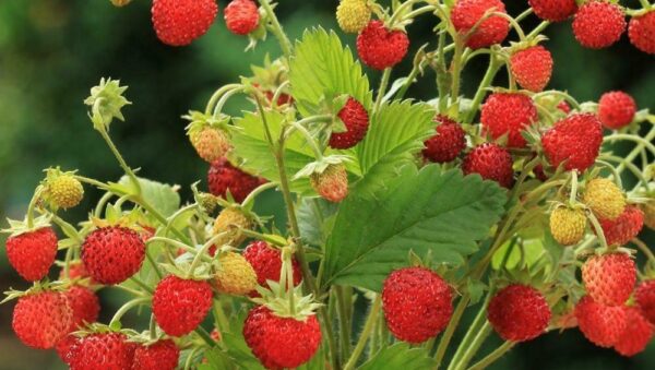 ALPINE STRAWBERRY BARON VON SOLEMACHER