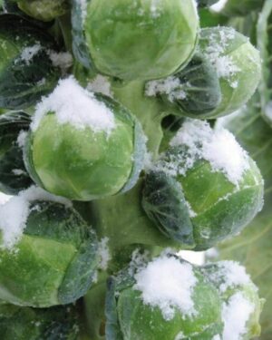 BRUSSEL SPROUTS BRODIE F1