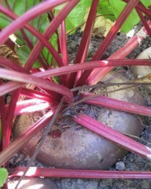 Beetroot Boltardy Seeds