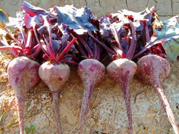 Beetroot Bulls Blood Red