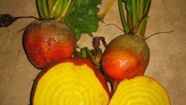 Beetroot – Burpees Golden Plant