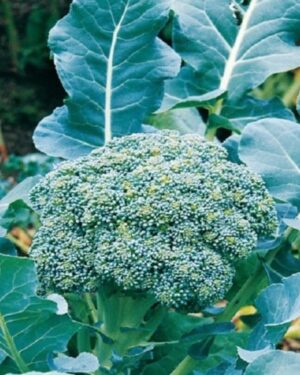 Broccoli Calabrese Early Green Sprouting