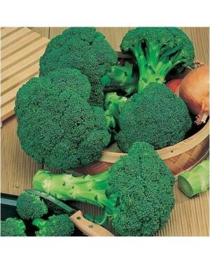 Broccoli Calabrese Green Sprouting