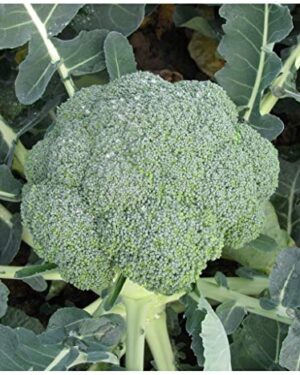 Broccoli / Calabrese – Stromboli F1