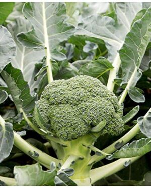 Broccoli MONCLANO F1