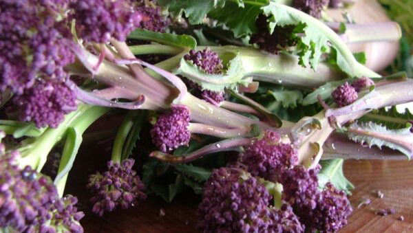 Broccoli Purple Early Sprouting