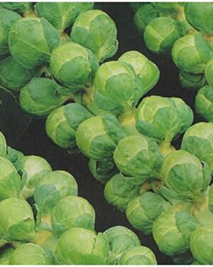 Brussel Sprouts GRONINGER