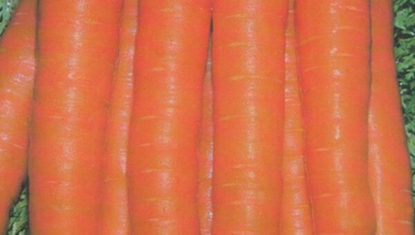 Carrot Touchon