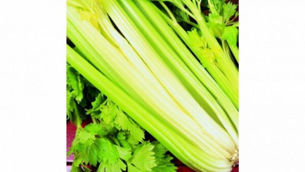 Celery – Golden Self Blanching