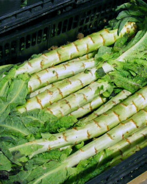 Celtuce – Stem Lettuce Seeds