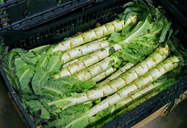 Celtuce – Stem Lettuce Seeds