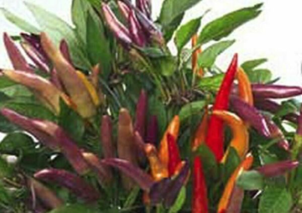 DWARF PEPPER HOT EUREKA