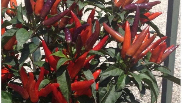 DWARF PEPPER HOT – LINGUA DI FUOCO