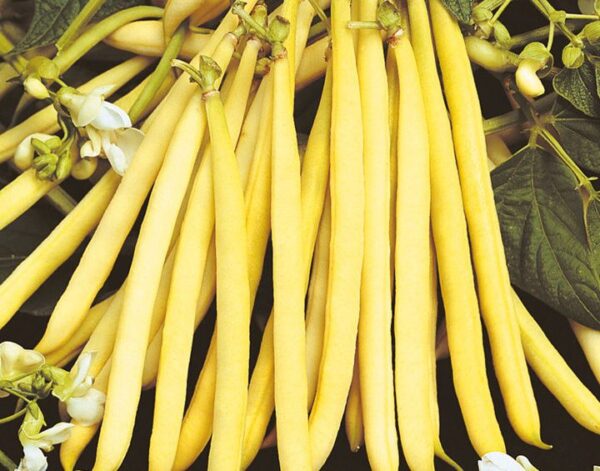 Dwarf Yellow French Bean Rocquencourt