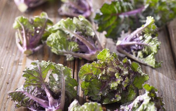 Flower Sprouts Kale / Brussel Sprout Cross