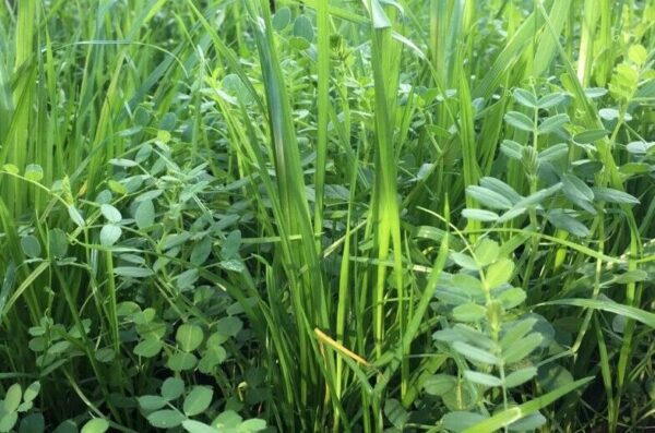 GREEN MANURE – RYE VETCH – OVERWINTER MIX