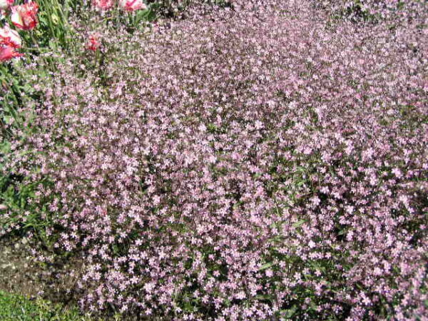 GYPSOPHILA ELEGANS PINK SEEDS