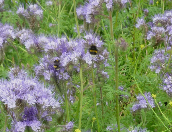 Green Manure Phacelia Tanacetifolia