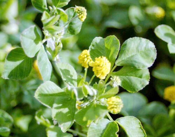 Green Manure Trefoil