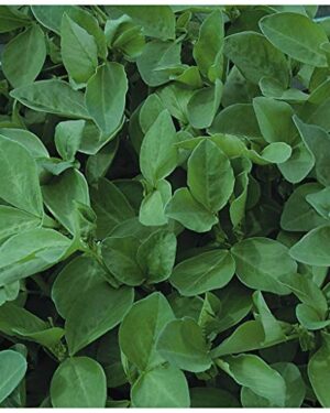 Green Manure – Field Bean