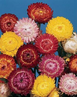 Helichrysum Straw Flower Tom Thumb Mix