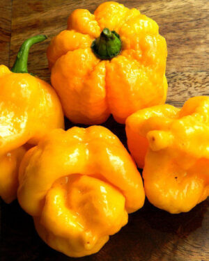 Hot Chili Pepper 7 Pot Yellow