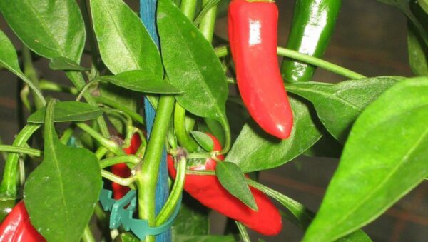 Hot Chilli Pepper Apache F1