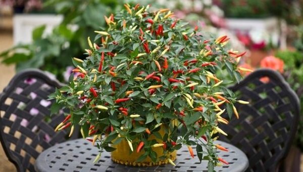 Hot Chilli Pepper Basket of Fire F1