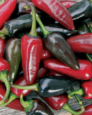 Hot Chilli Pepper Black Hungarian