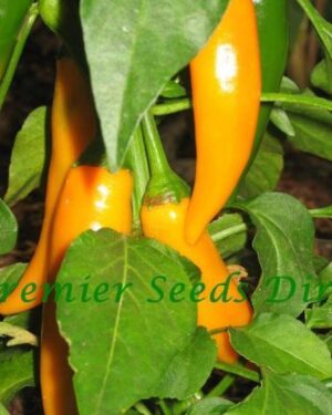 Hot Chilli Pepper Bulgarian Carrot