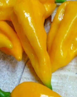 Hot Chilli Pepper Fatalii Extremely Hot