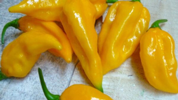 Hot Chilli Pepper Fatalii Extremely Hot