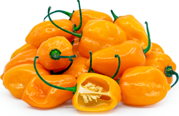 Hot Chilli Pepper Habanero Orange