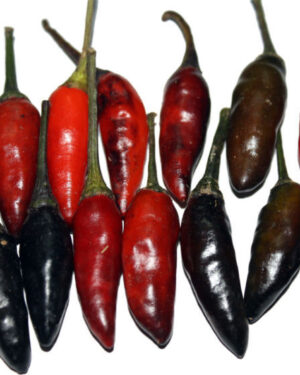 Hot Chilli Pepper Krishna Jolokia new