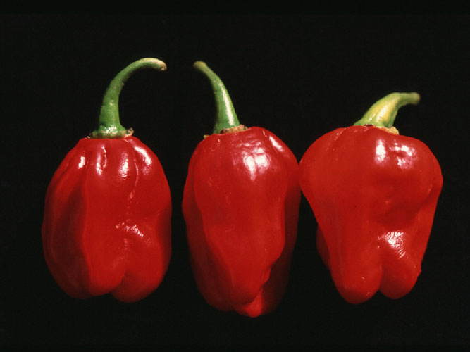 Hot Chilli Pepper Numex Suave Red - Chiltern Direct