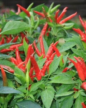 Hot Chilli Pepper Thai Super Chile F1