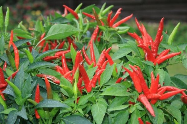 Hot Chilli Pepper Thai Super Chile F1