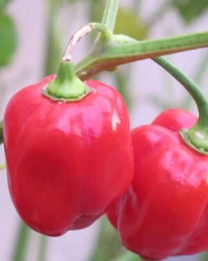 Hot Chilli Pepper – Habanero Red