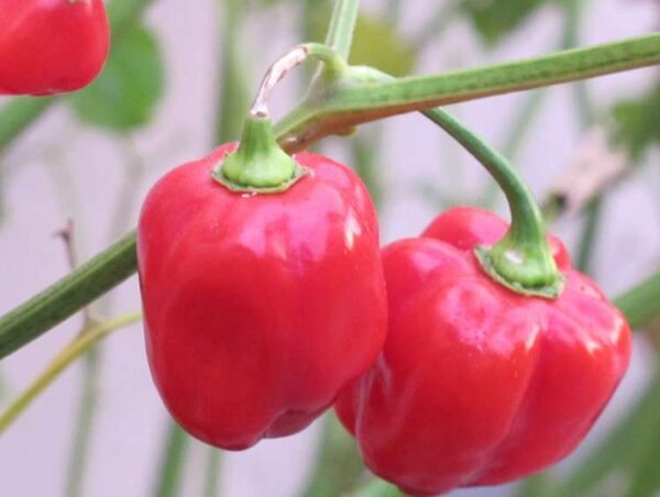 Hot Chilli Pepper – Habanero Red