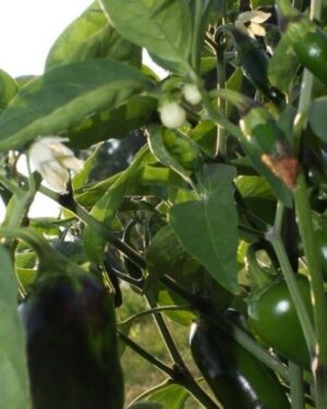 Hot Chilli Pepper – Jalapeno Early