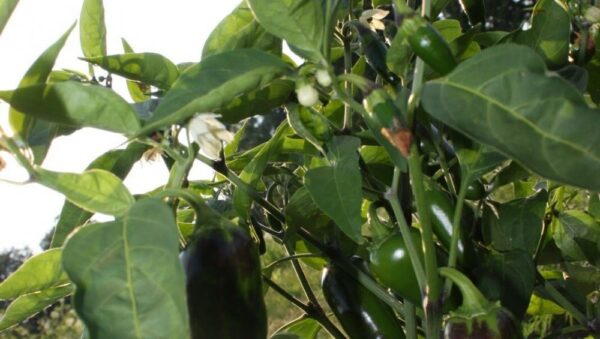 Hot Chilli Pepper – Jalapeno Early