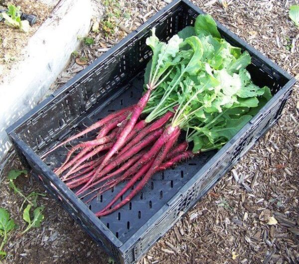 Italian Radish Candela Di Fuoco