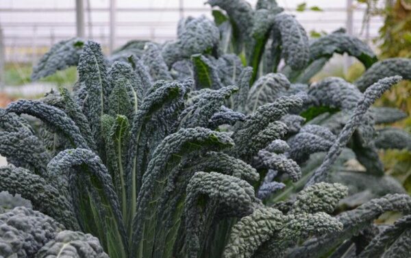 KALE BLACK MAGIC - APPROX 200 SEEDS