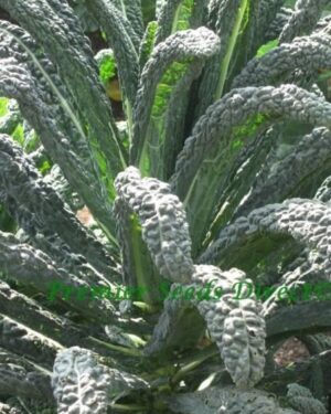 Kale – Black Tuscan Organic