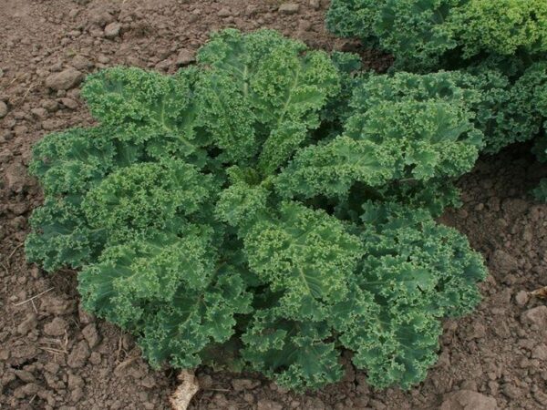 Kale – Dwarf Blue Scotch Curled organic