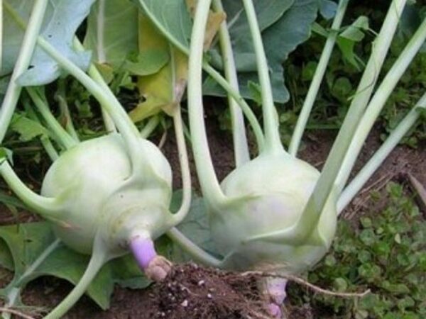 Kohlrabi Early White Vienna