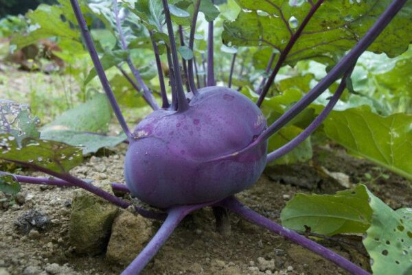 Kohlrabi – Delicacy Purple