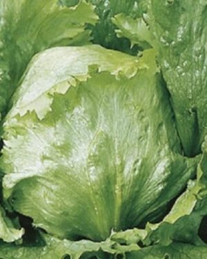 Lettuce Crisphead Webbs Wonderful