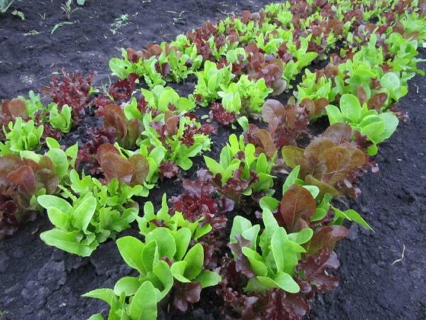 Lettuce Gourmet Looseleaf Cutting Mix